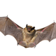 Image for article titled Holy Memorandum! The Secret to Bats' Super-Efficient Flight Could Help Make Better Military Drones